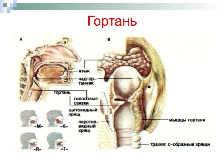 Гортань