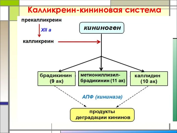 Калликреин-кининовая система