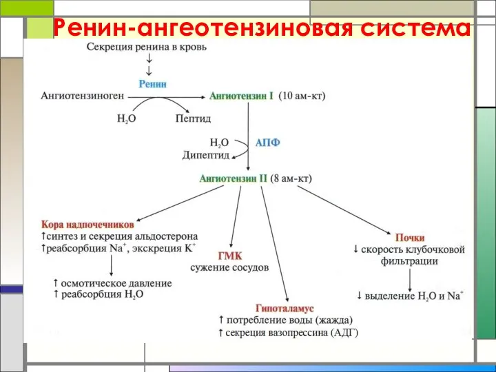 Ренин-ангеотензиновая система