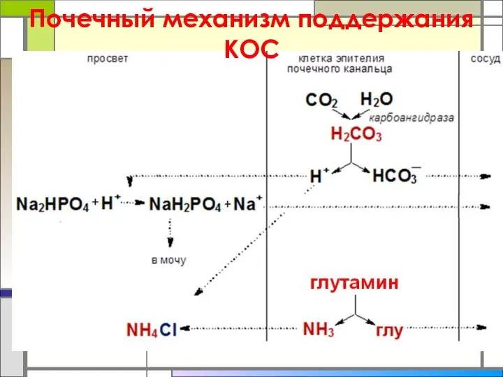 Почечный механизм поддержания КОС