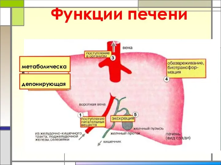 Функции печени метаболическая депонирующая