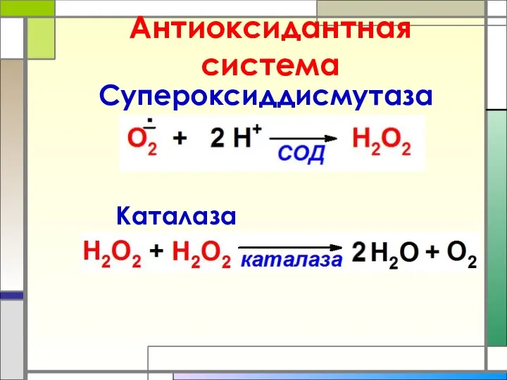 Антиоксидантная система Супероксиддисмутаза Каталаза