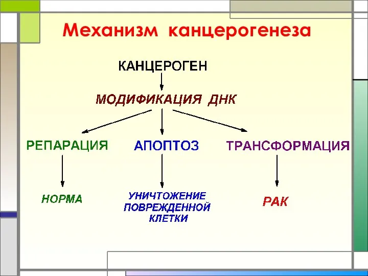 Механизм канцерогенеза