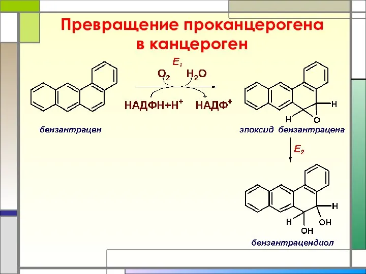 Превращение проканцерогена в канцероген
