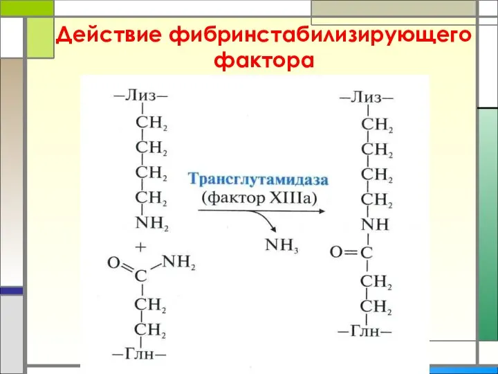 Действие фибринстабилизирующего фактора