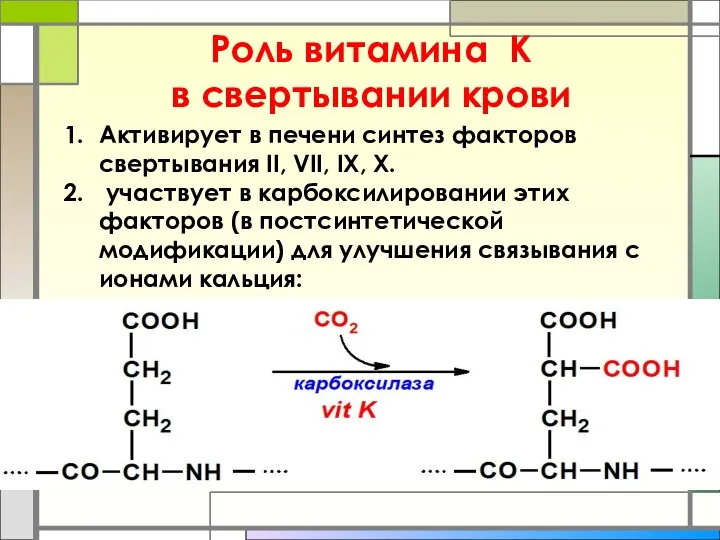 Роль витамина К в свертывании крови Активирует в печени синтез факторов