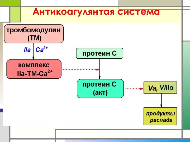 Антикоагулянтая система VIIIa