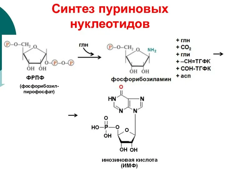 (фосфорибозил-пирофосфат) Синтез пуриновых нуклеотидов