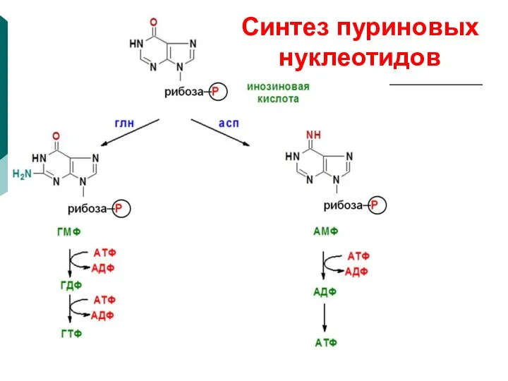 Синтез пуриновых нуклеотидов