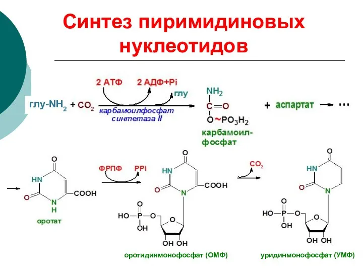 Синтез пиримидиновых нуклеотидов оротидинмонофосфат (ОМФ) уридинмонофосфат (УМФ) глу-NH2