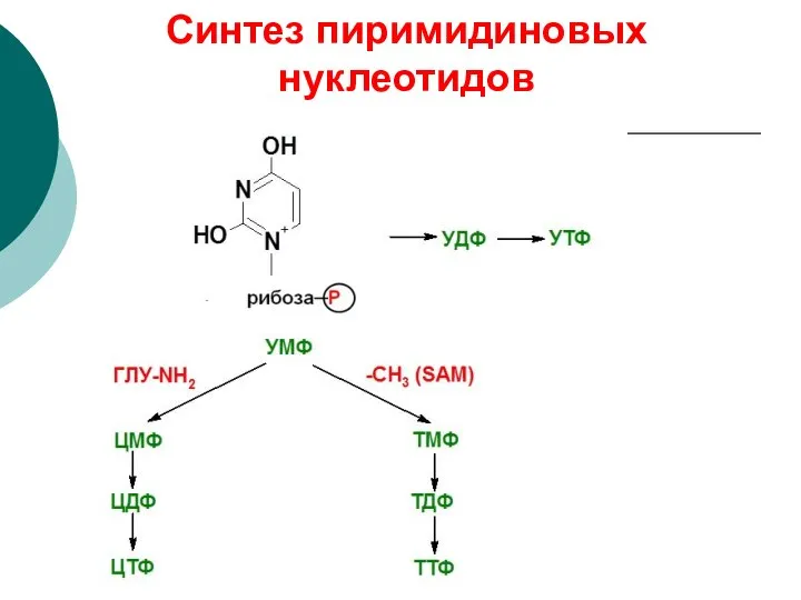 Синтез пиримидиновых нуклеотидов