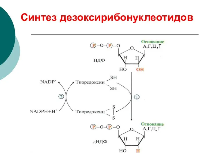 Синтез дезоксирибонуклеотидов