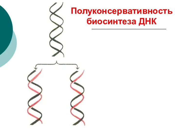 Полуконсервативность биосинтеза ДНК