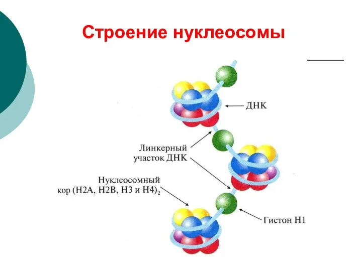 Строение нуклеосомы