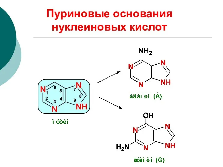 Пуриновые основания нуклеиновых кислот