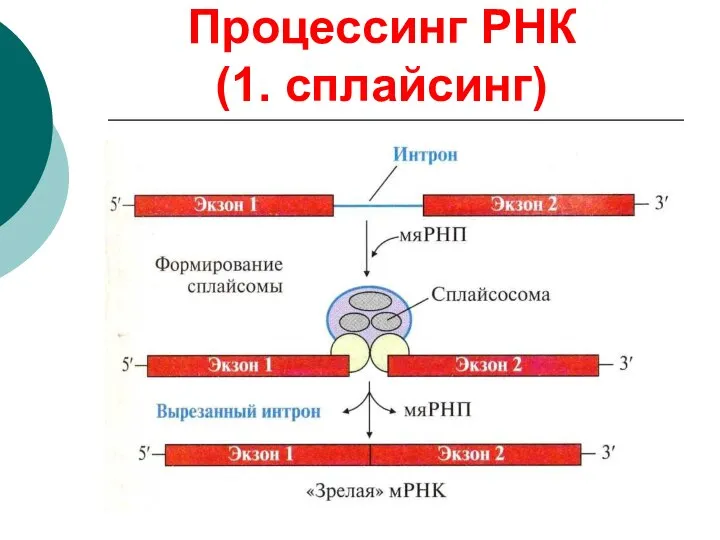 Процессинг РНК (1. сплайсинг)