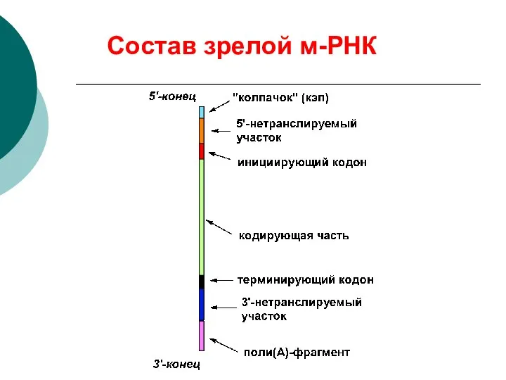 Состав зрелой м-РНК