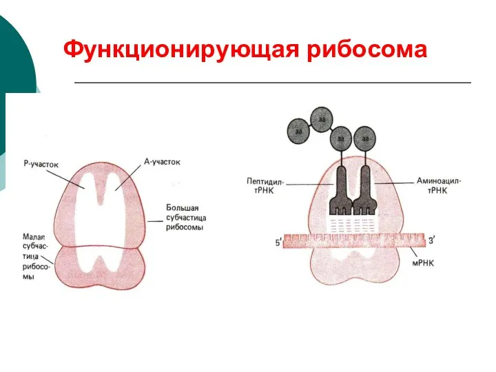 Функционирующая рибосома