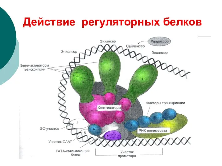 Действие регуляторных белков