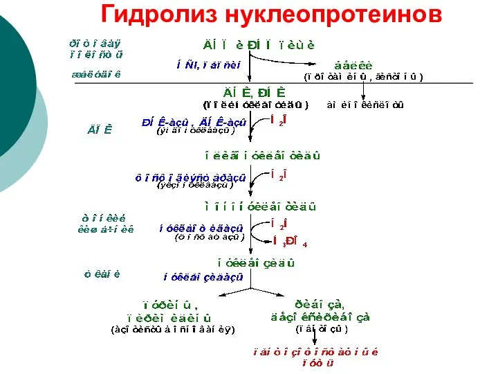 Гидролиз нуклеопротеинов