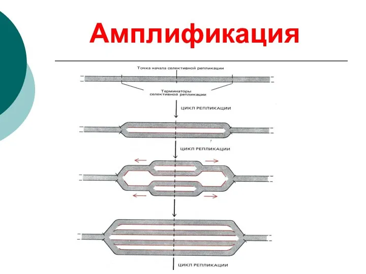 Амплификация