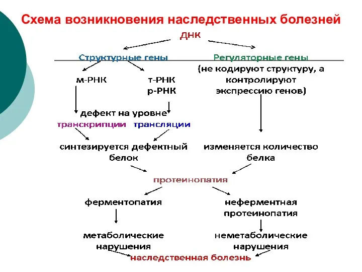 Схема возникновения наследственных болезней