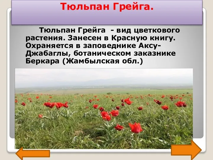 Тюльпан Грейга. Тюльпан Грейга - вид цветкового растения. Занесен в Красную