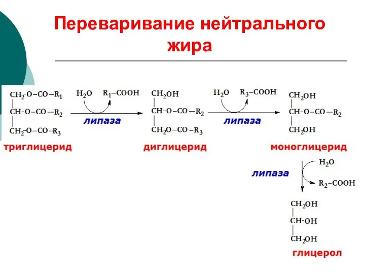 Переваривание нейтрального жира