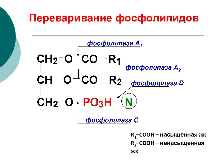 Переваривание фосфолипидов