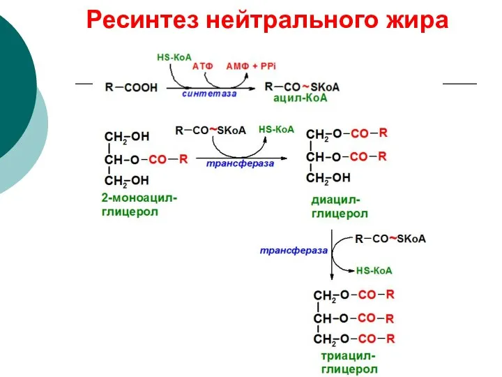 Ресинтез нейтрального жира