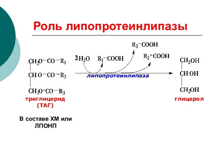 Роль липопротеинлипазы липопротеинлипаза триглицерид (ТАГ) глицерол В составе ХМ или ЛПОНП