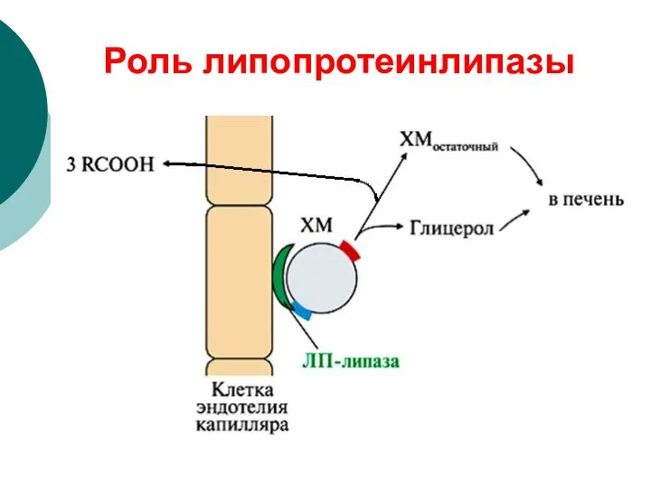 Роль липопротеинлипазы