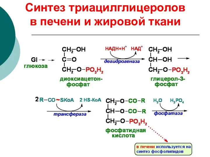 Синтез триацилглицеролов в печени и жировой ткани