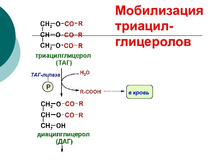 Мобилизация триацил-глицеролов