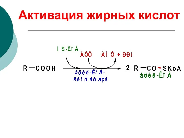 Активация жирных кислот