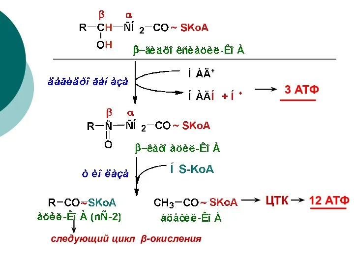3 АТФ ЦТК 12 АТФ следующий цикл β-окисления
