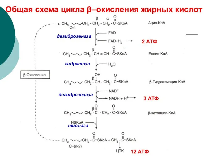 Общая схема цикла β–окисления жирных кислот дегидрогеназа гидратаза дегидрогеназа тиолаза 2 АТФ 3 АТФ 12 АТФ