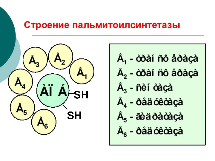 Строение пальмитоилсинтетазы