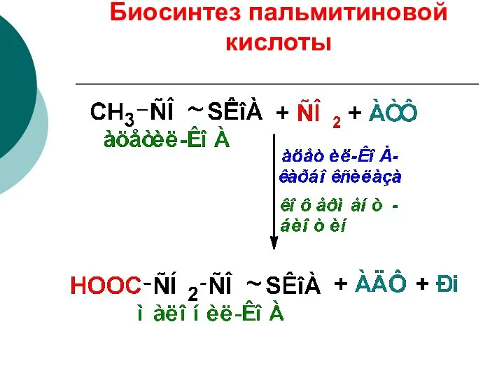 Биосинтез пальмитиновой кислоты