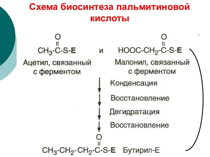 Схема биосинтеза пальмитиновой кислоты