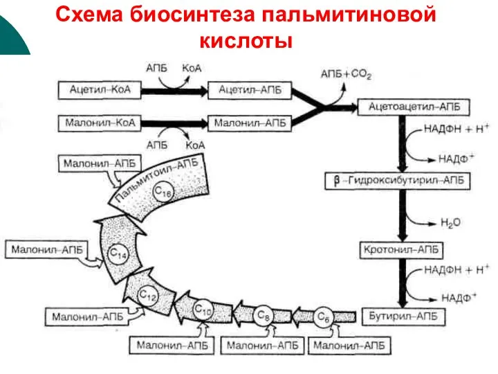 Схема биосинтеза пальмитиновой кислоты