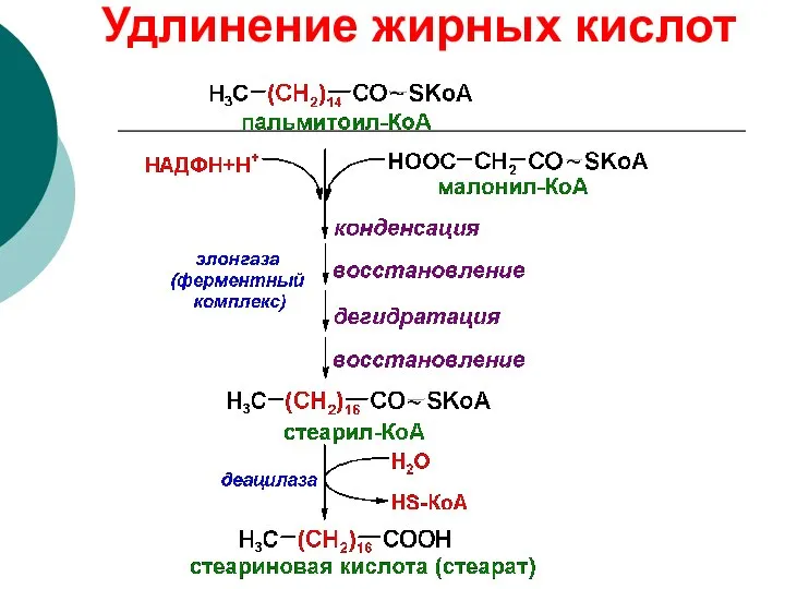 Удлинение жирных кислот