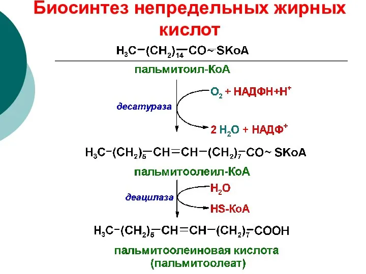 Биосинтез непредельных жирных кислот