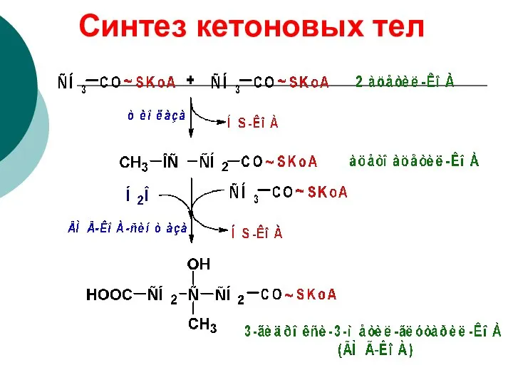 Синтез кетоновых тел