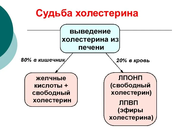 Судьба холестерина