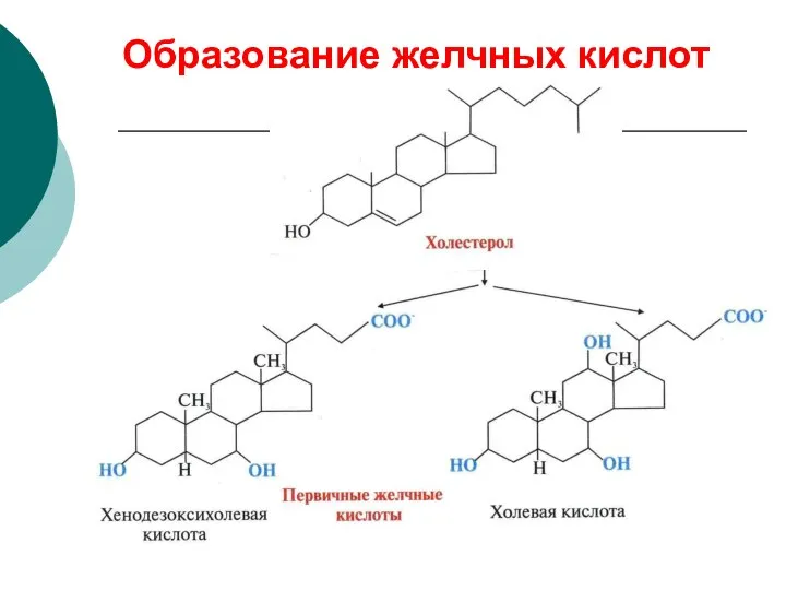 Образование желчных кислот