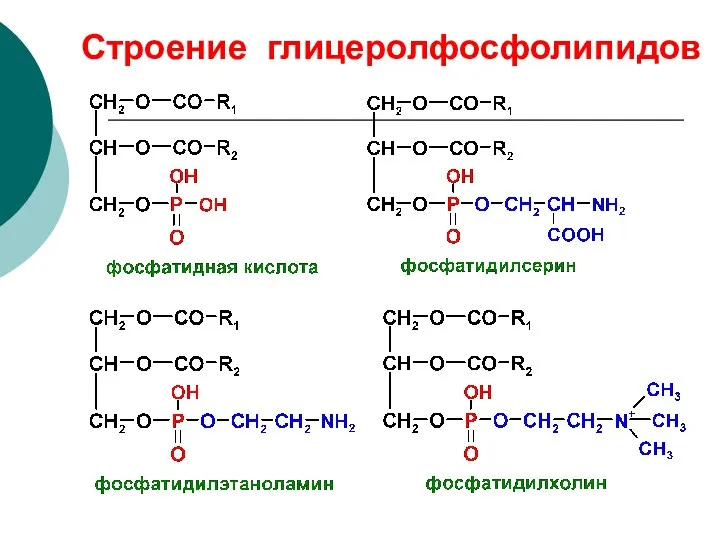 Строение глицеролфосфолипидов