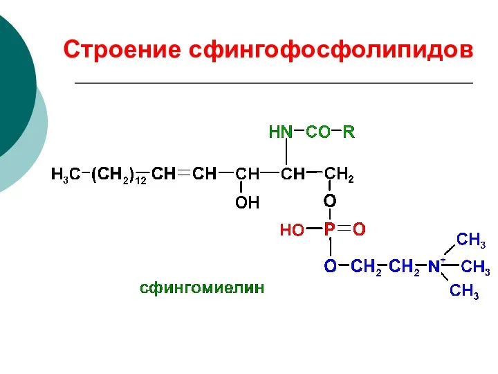 Строение сфингофосфолипидов