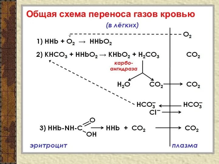 Общая схема переноса газов кровью CO2 HCO3 CO2