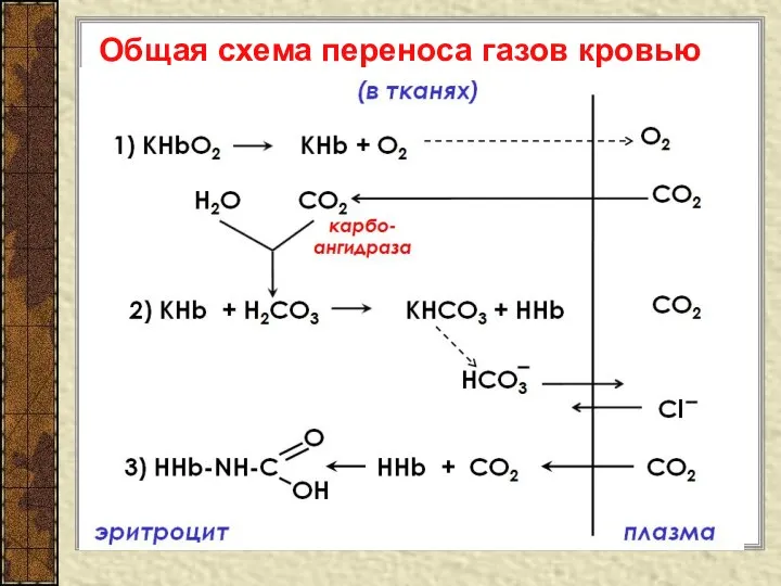 Общая схема переноса газов кровью